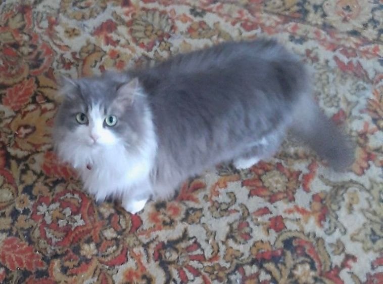 У Дніпрі зникло багато тварин: допоможіть знайти 5