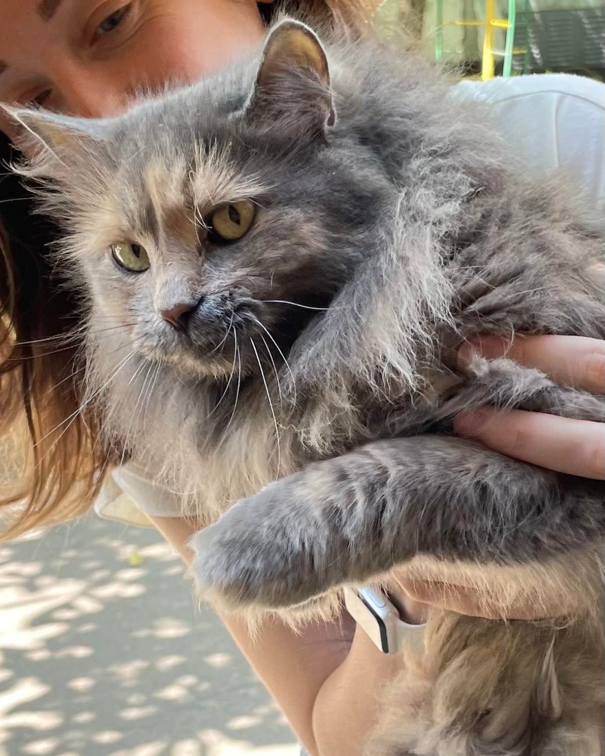 У Дніпрі зникло багато тварин: допоможіть знайти 6