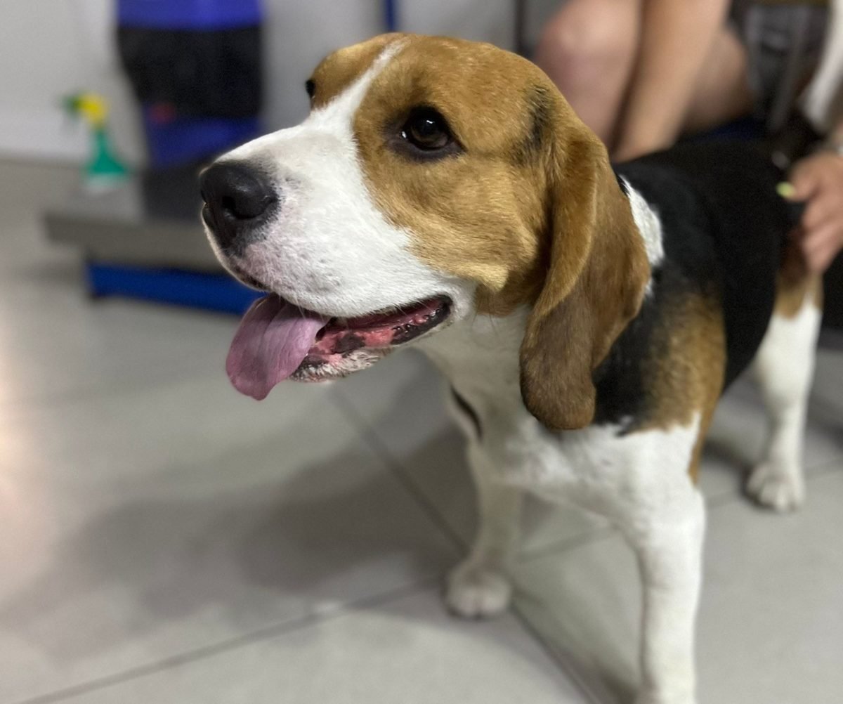 У Дніпрі зникло багато тварин: допоможіть знайти 7