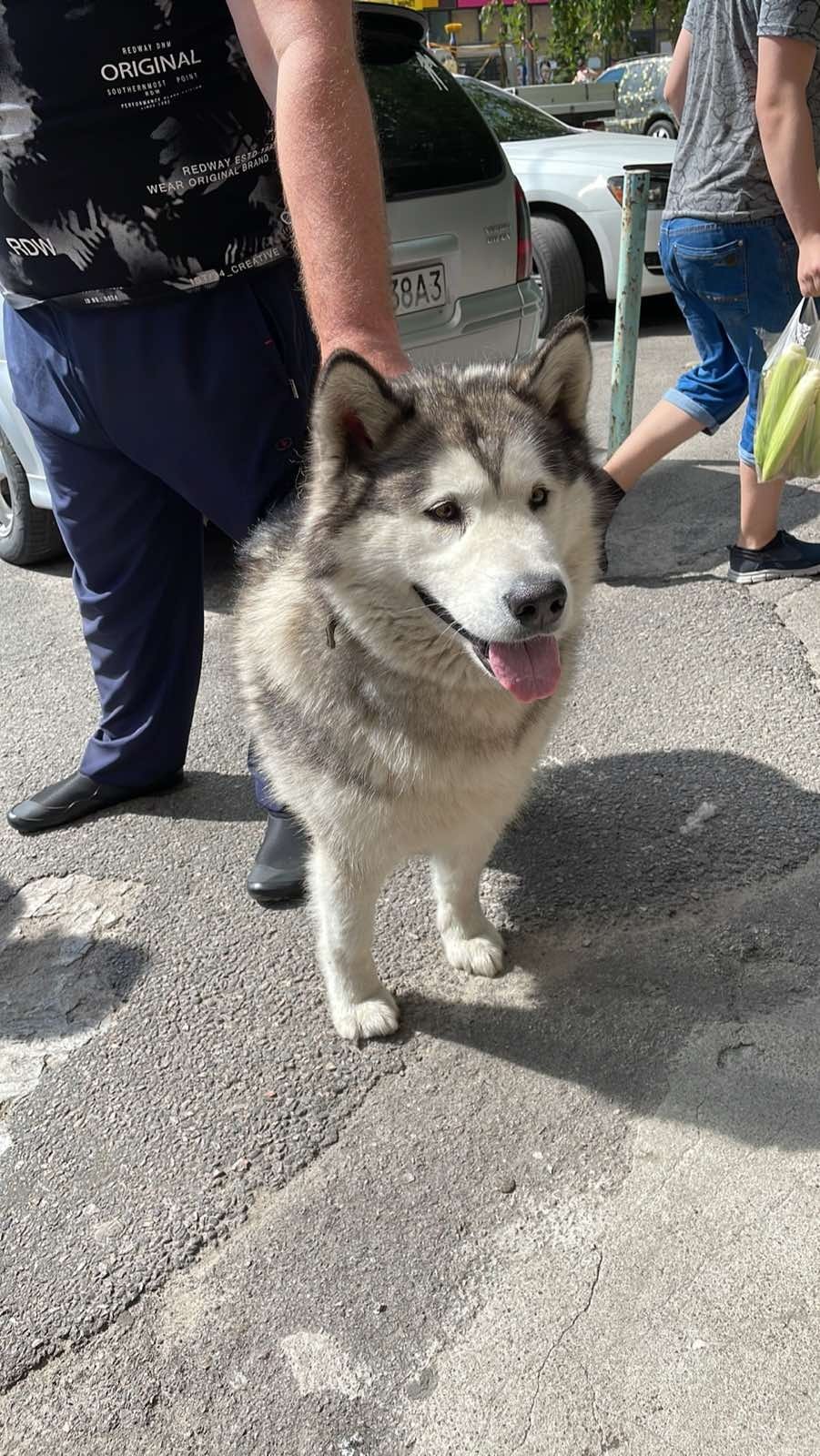 У Дніпрі зникло багато тварин: допоможіть знайти 8