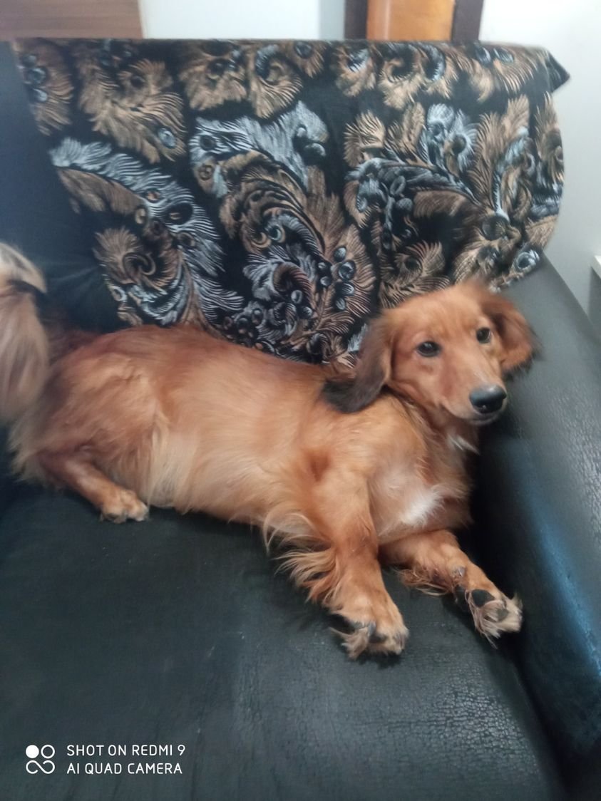 У Дніпрі зникло багато тварин: допоможіть знайти 9