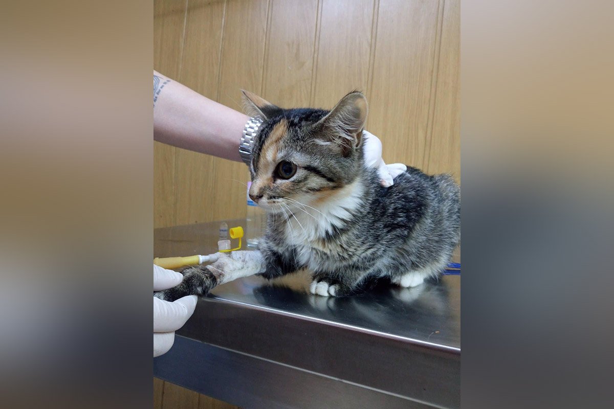 Моніка Моніка