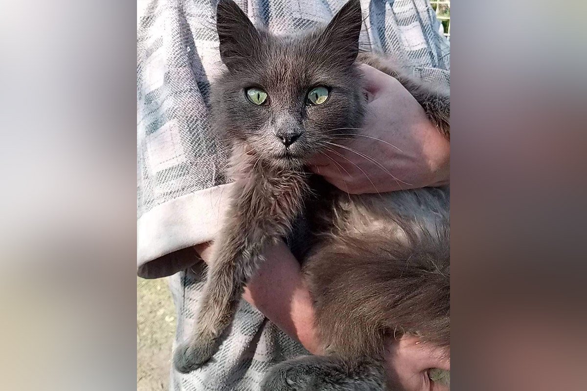 Стефа Стефа