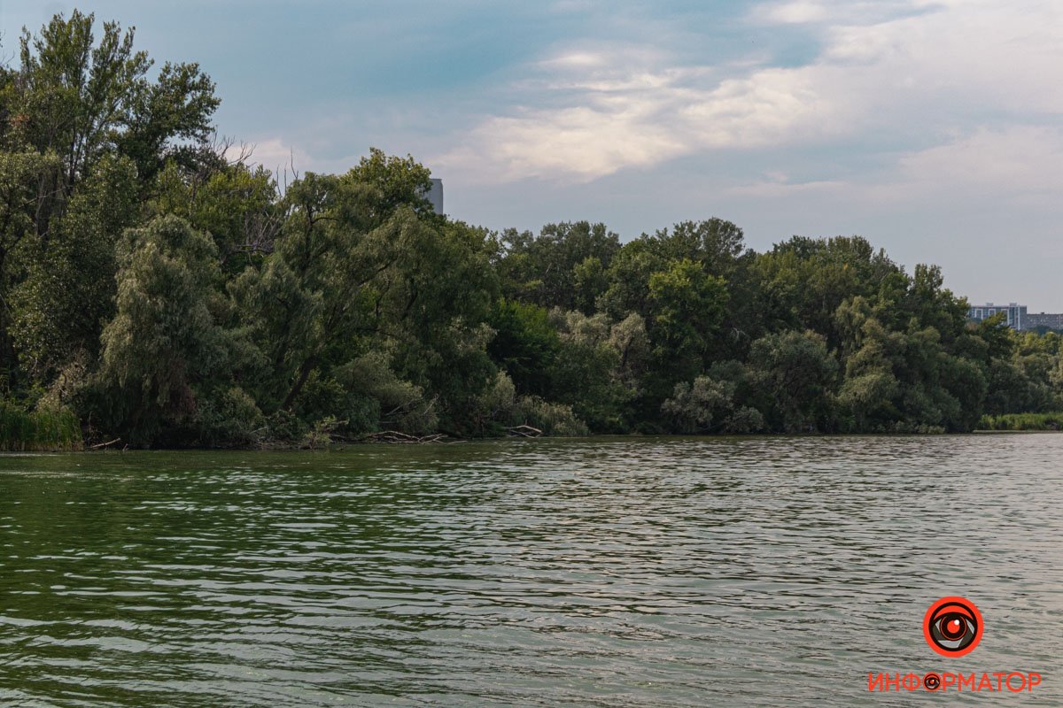 Зелені дерева