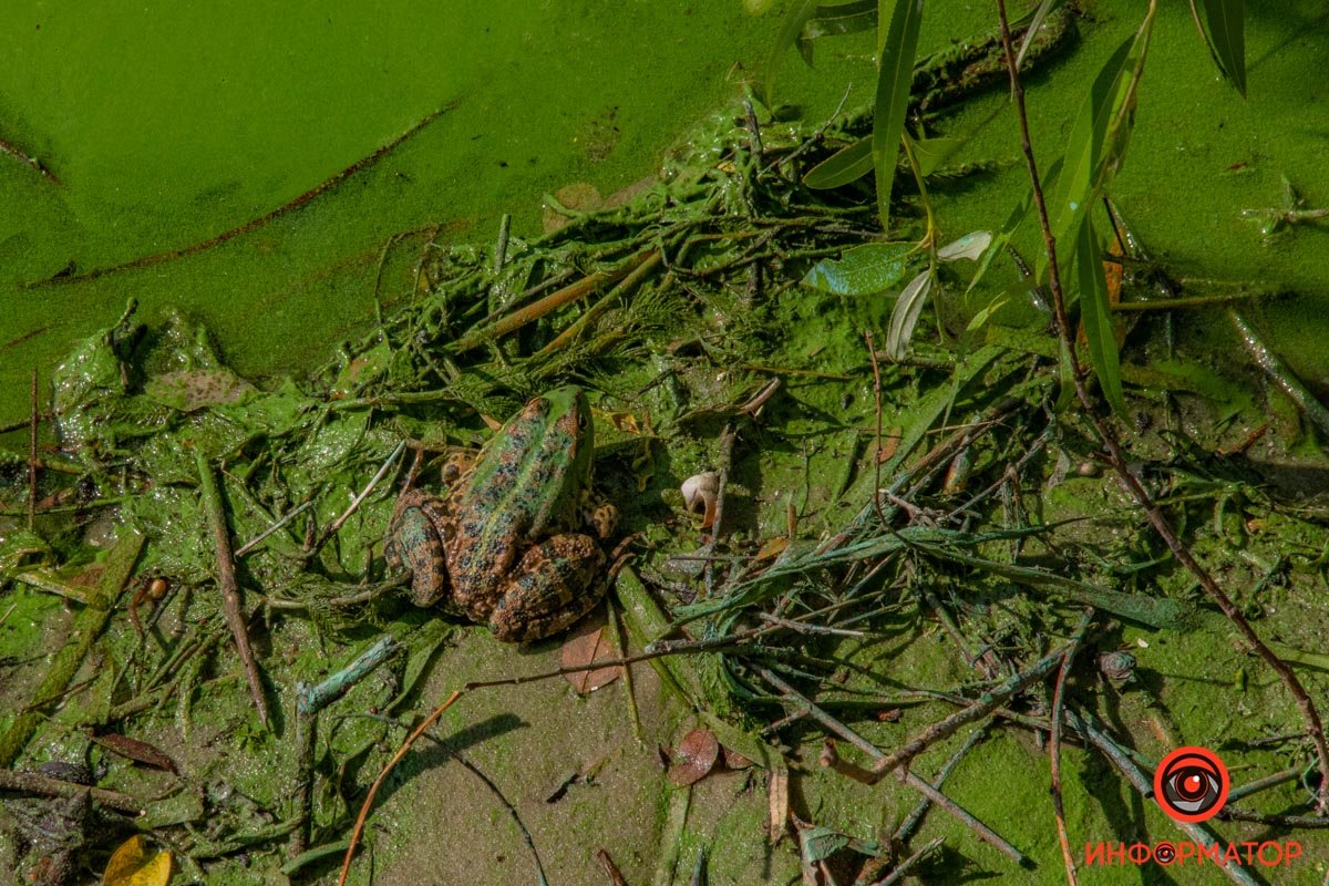 Чудеса маскування