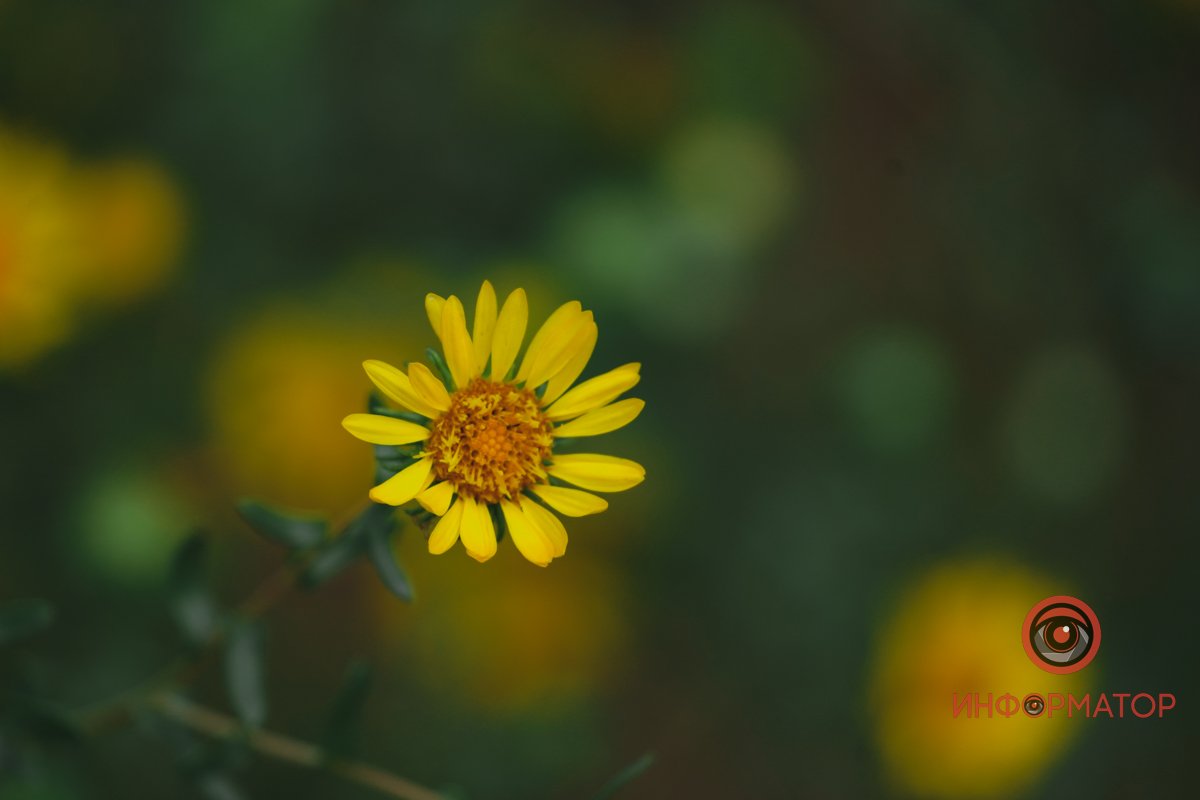 Чарівні квіти