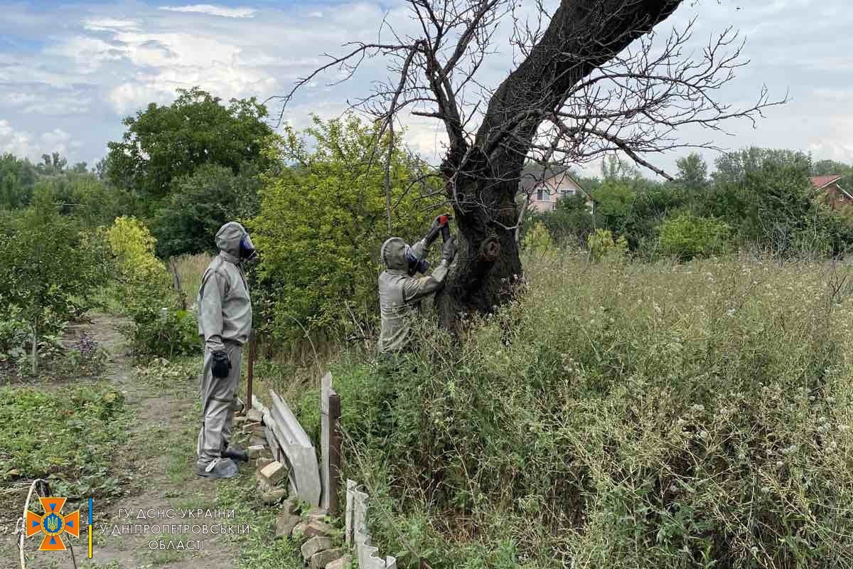 У Новокодацькому районі Дніпра оселився рій шершнів У Новокодацькому районі Дніпра оселився рій шершнів