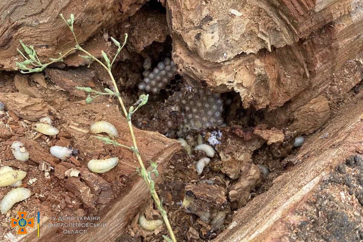 Гніздо комах було у сухому дереві поблизу житлового будинку Гніздо комах було у сухому дереві поблизу житлового будинку