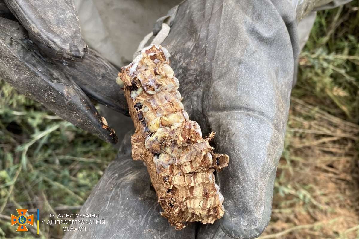 Рятувальники розпилили дерево та знищили шершнів аерозолем Рятувальники розпилили дерево та знищили шершнів аерозолем