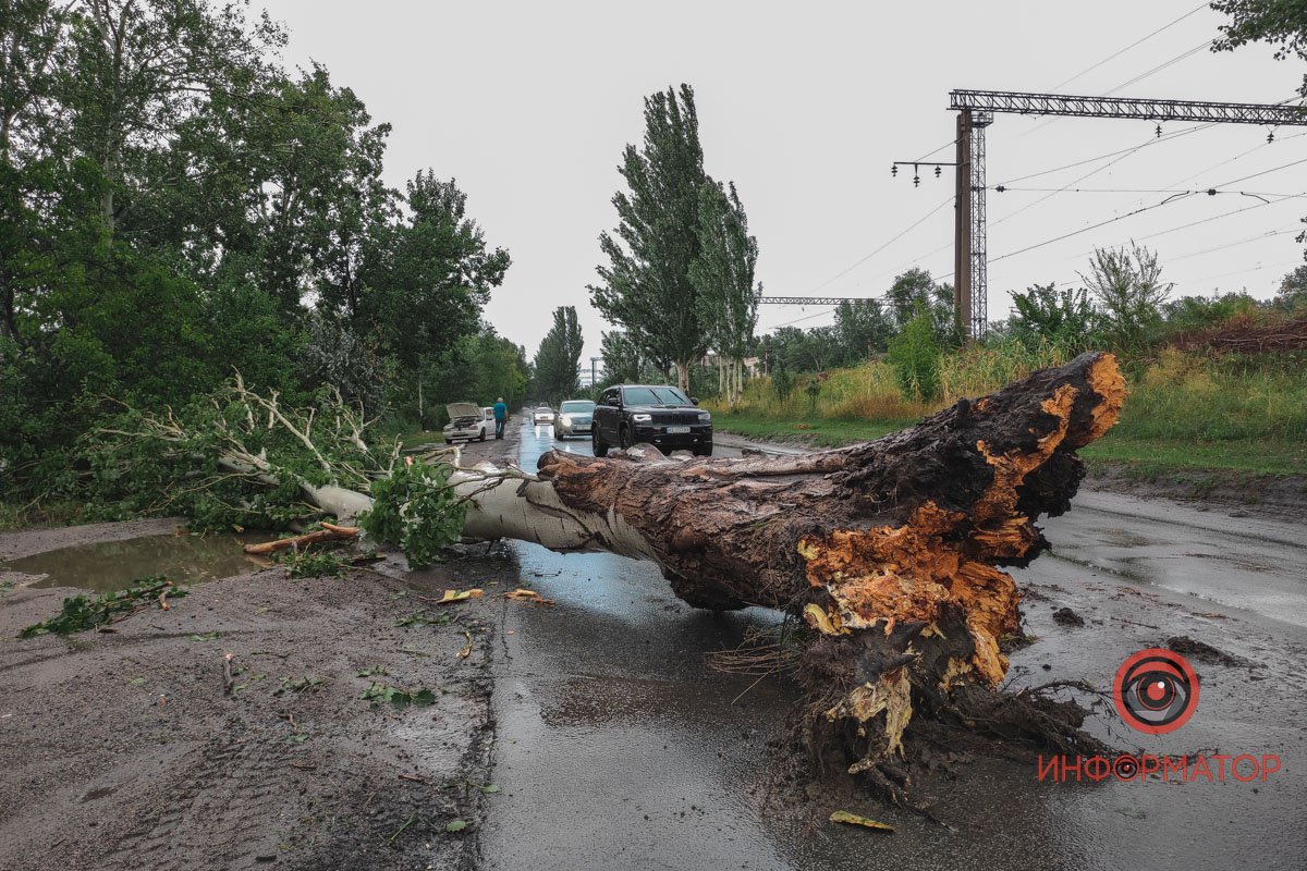 В Днепре на Томской во время дождя дерево упало на дорогу