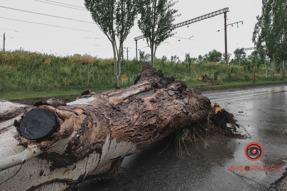 Велике дерево Велике дерево