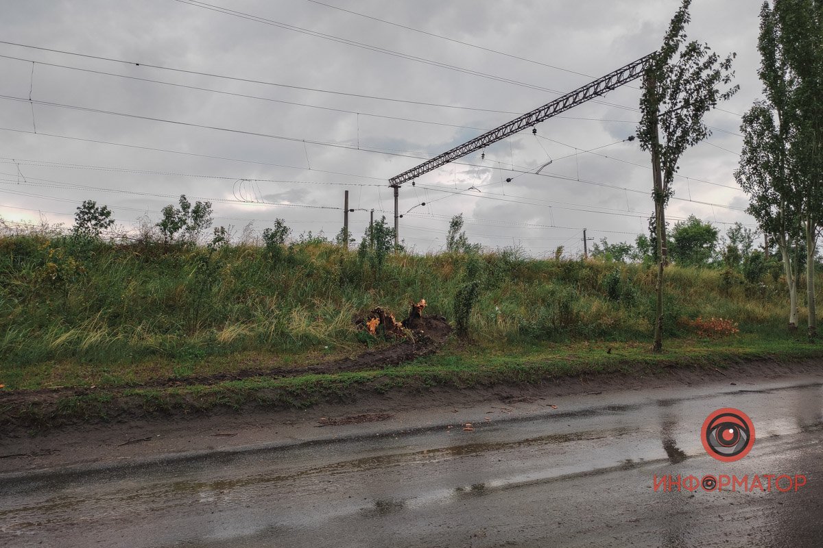 Коріння залишилось у землі Коріння залишилось у землі