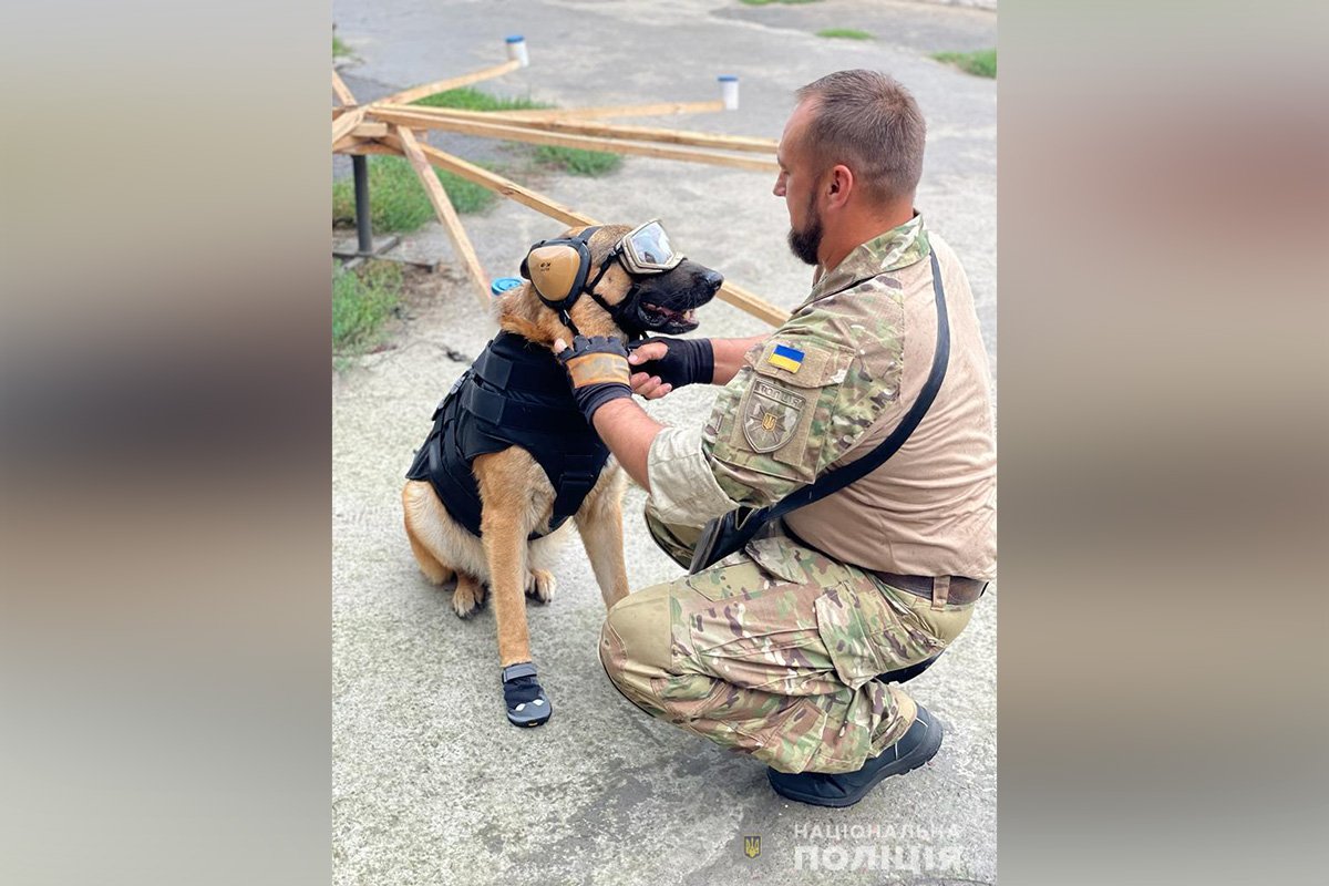 Засоби захисту не заважатимуть тваринам рухатися та захищатимуть від травмувань