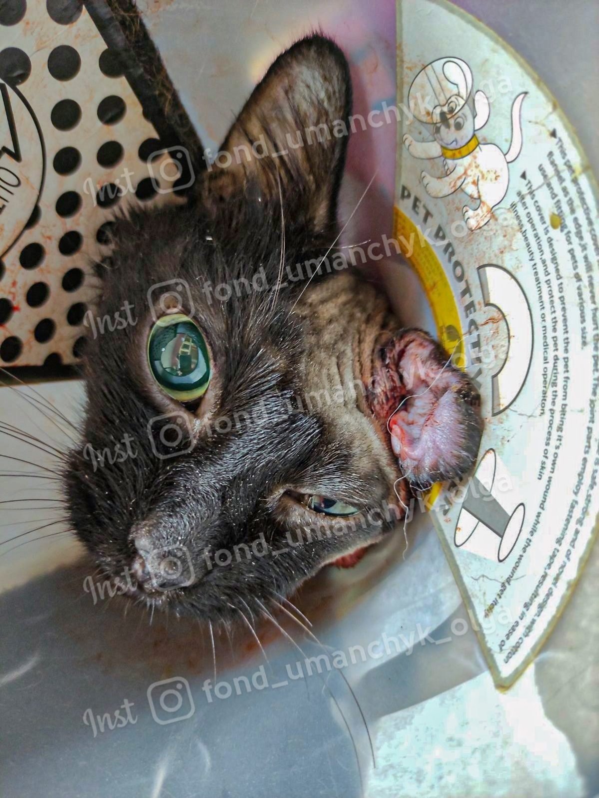 Асцит, випадіння кишківника та запалення мозку: які тварини Дніпра потребують допомоги 1