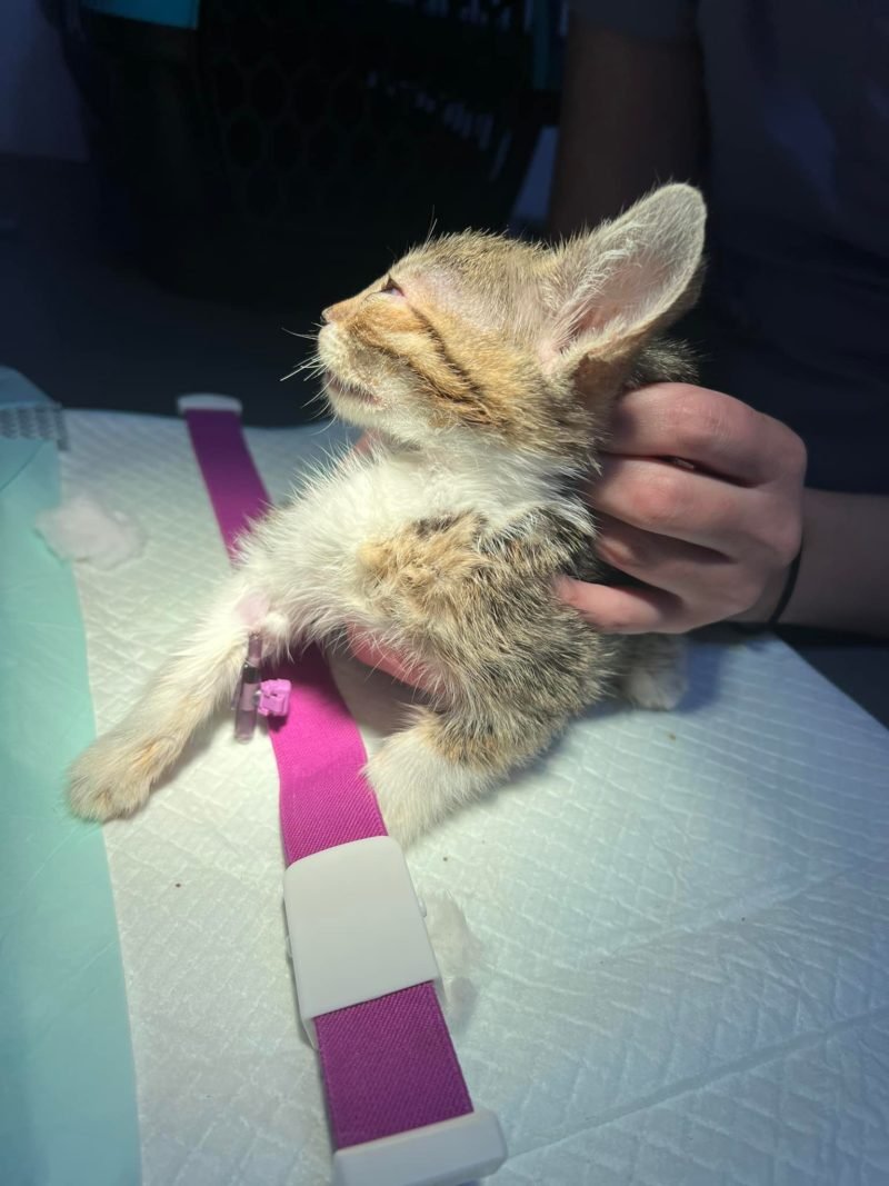 Асцит, випадіння кишківника та запалення мозку: які тварини Дніпра потребують допомоги 2