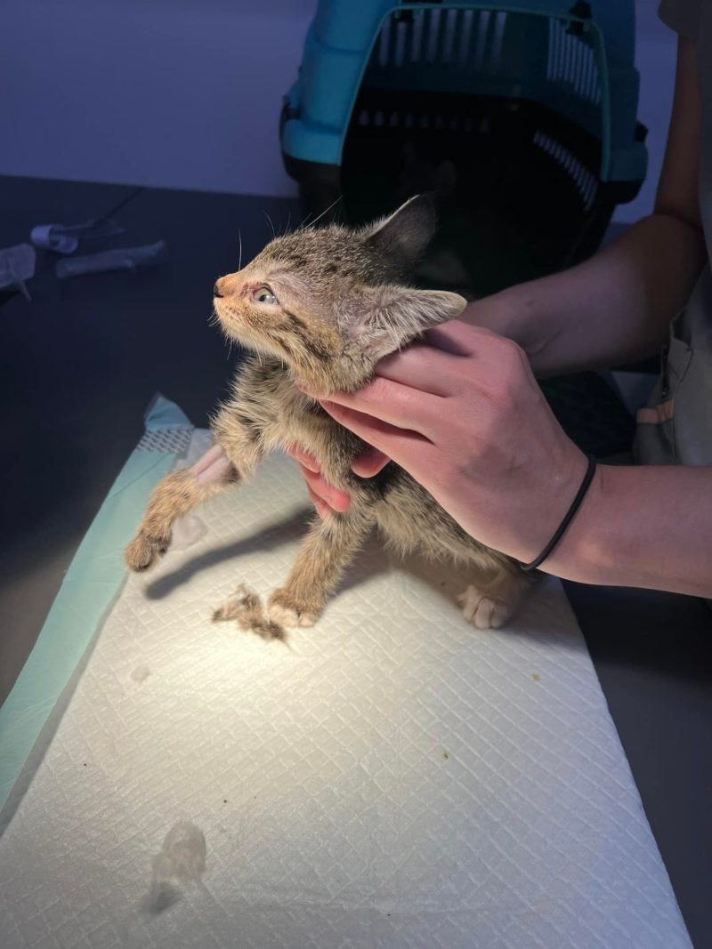 Асцит, випадіння кишківника та запалення мозку: які тварини Дніпра потребують допомоги 3