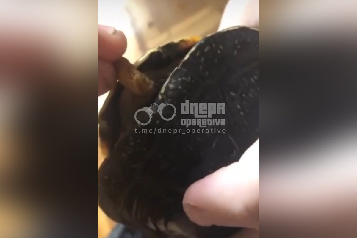 У Кривому Розі 19-річний хлопець знущався над черепахою у компанії своїх друзів