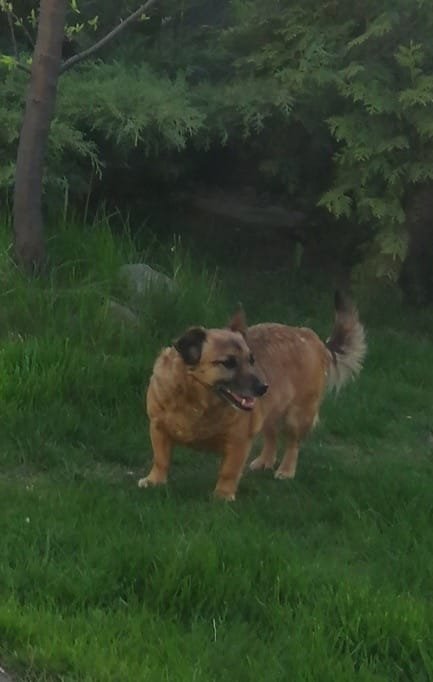 У Дніпрі зникло багато тварин: допоможіть знайти 1