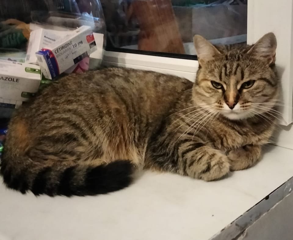 У Дніпрі зникло багато тварин: допоможіть знайти 2