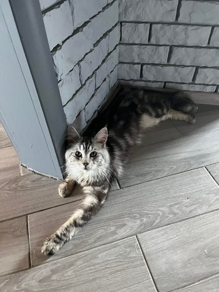 У Дніпрі зникло багато тварин: допоможіть знайти 3