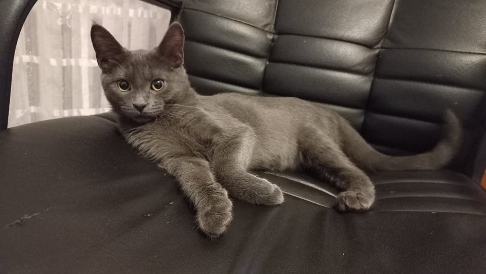 У Дніпрі зникло багато тварин: допоможіть знайти 4