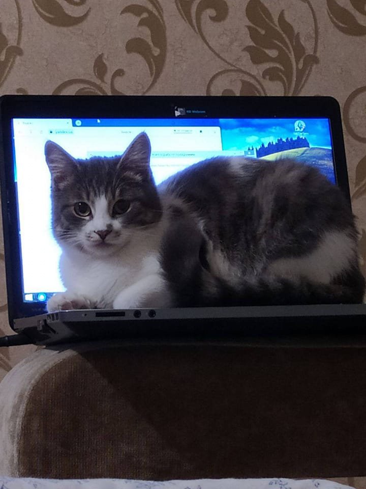 У Дніпрі зникло багато тварин: допоможіть знайти 5