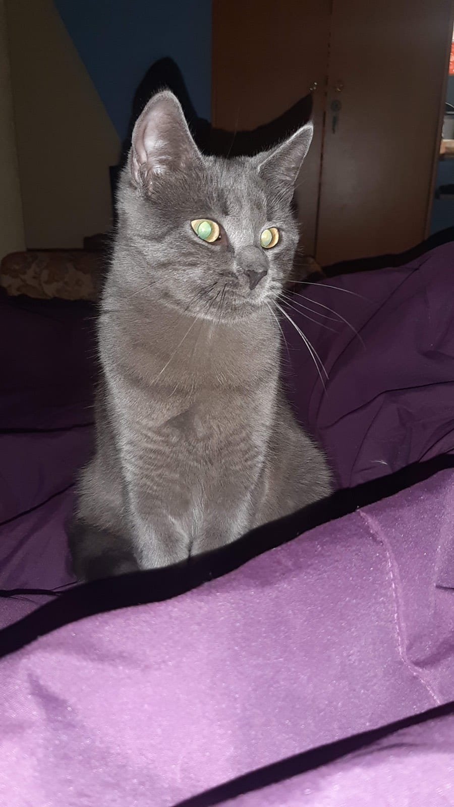 У Дніпрі зникло багато тварин: допоможіть знайти 6