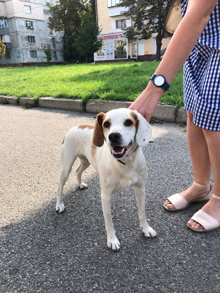 У Дніпрі зникло багато тварин: допоможіть знайти 7