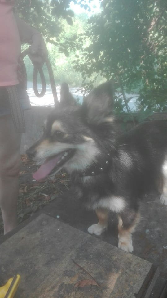 У Дніпрі зникло багато тварин: допоможіть знайти 8