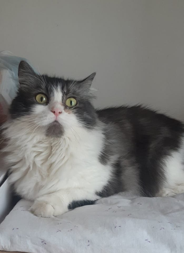 У Дніпрі зникло багато тварин: допоможіть знайти 9