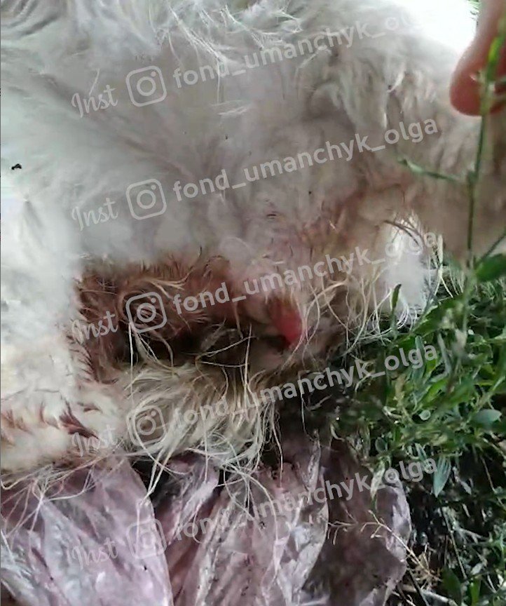 Жорстоко наругалися