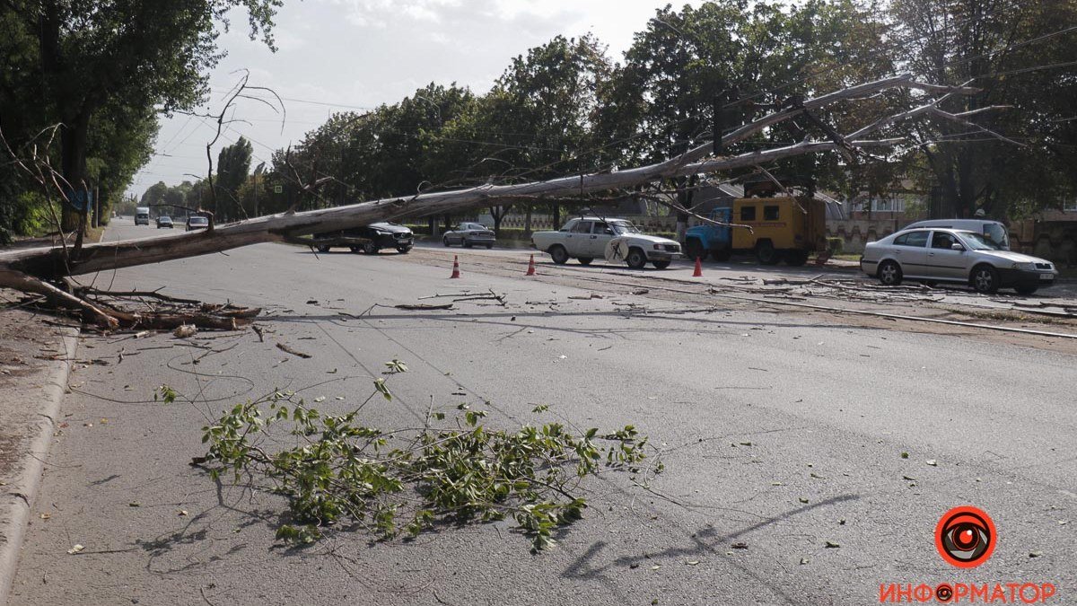 В Днепре на Богдана Хмельницкого упало дерево: затруднено движение, остановились трамваи