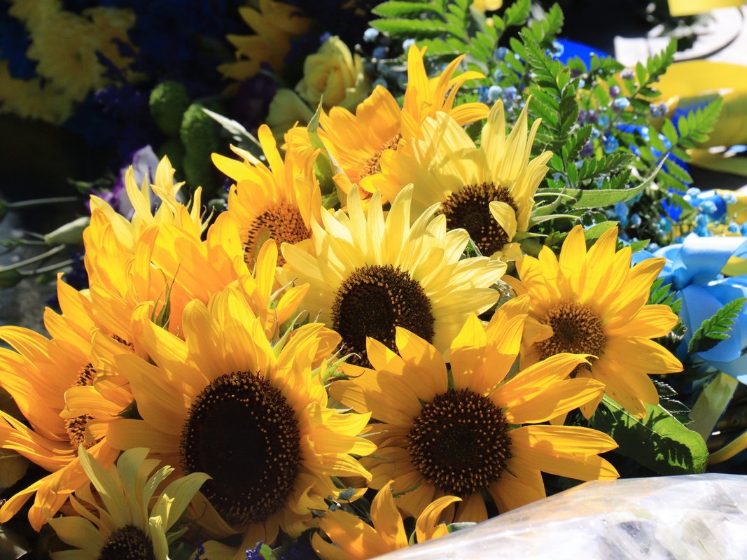 31 годовщина Дня Независимости Украины