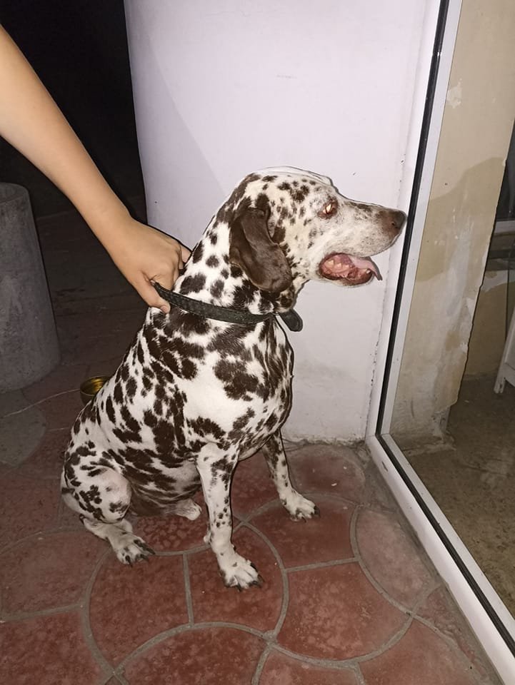 У Дніпрі зникло багато тварин: допоможіть знайти 4