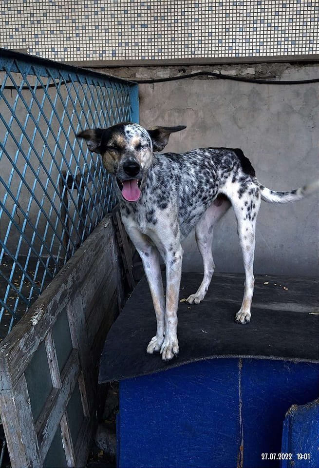 У Дніпрі зникло багато тварин: допоможіть знайти 2