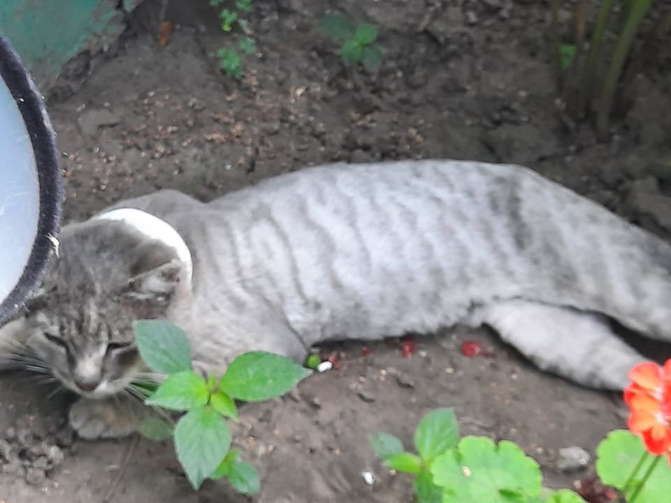 У Дніпрі зникло багато тварин: допоможіть знайти 5