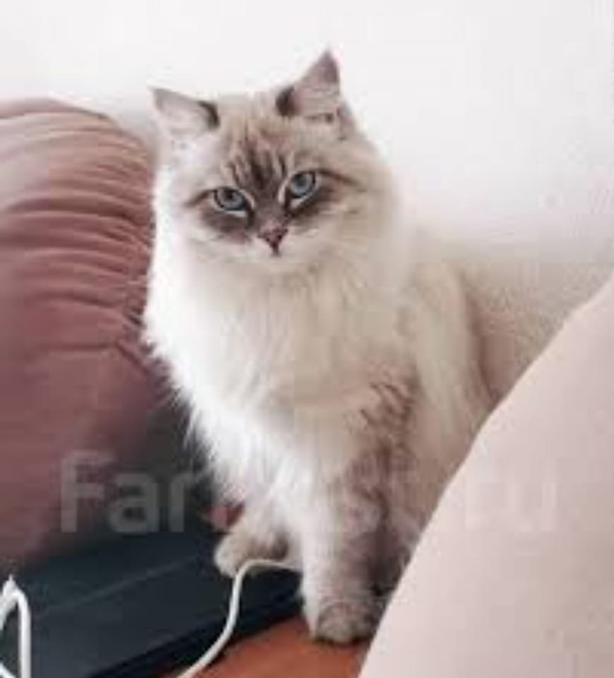 У Дніпрі зникло багато тварин: допоможіть знайти 3