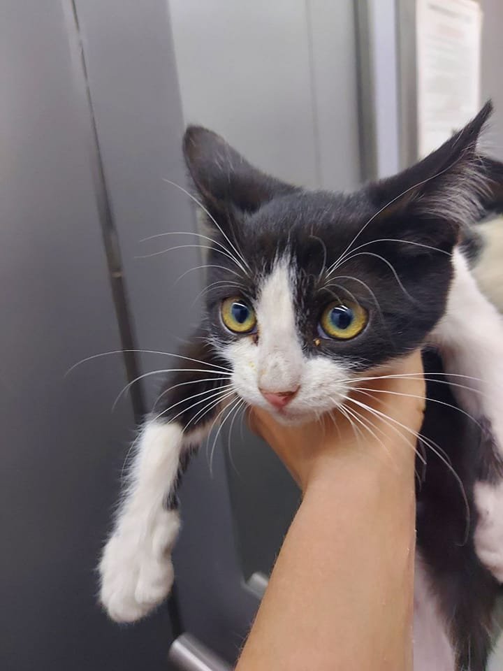 У Дніпрі зникло багато тварин: допоможіть знайти 6