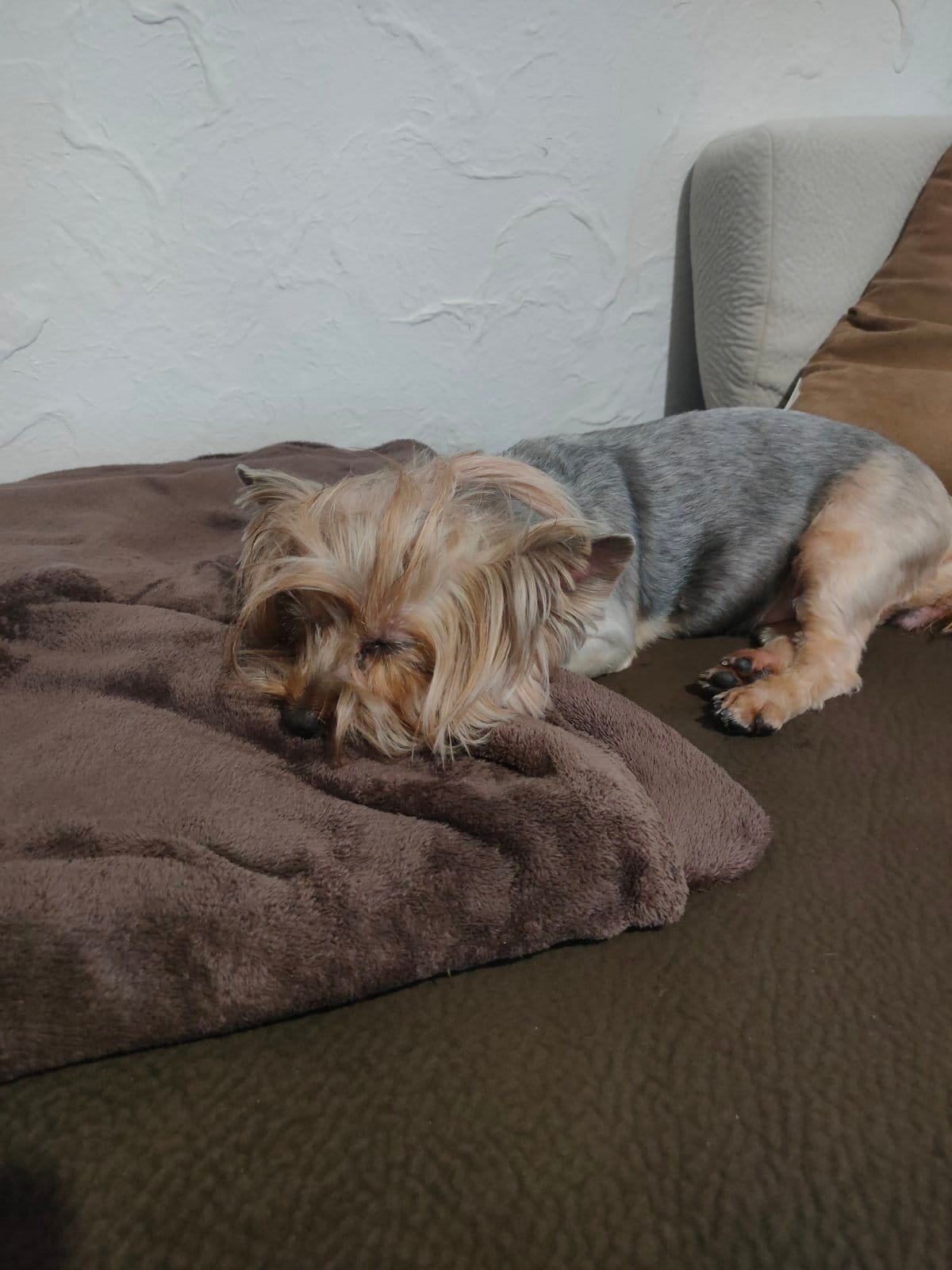 У Дніпрі зникло багато тварин: допоможіть знайти 7