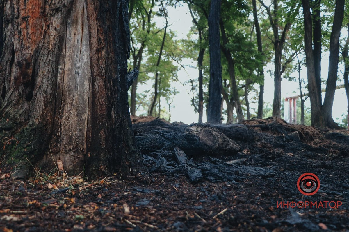 Обгоріли 4 дерева
