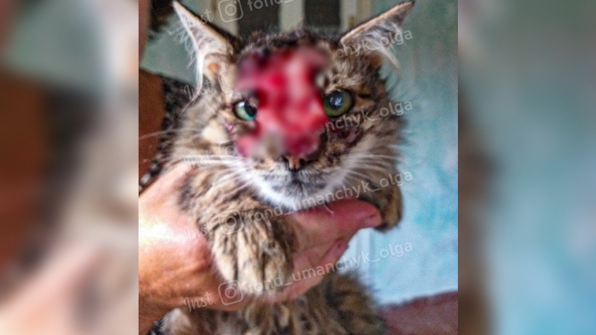 Хтось облив кислотою