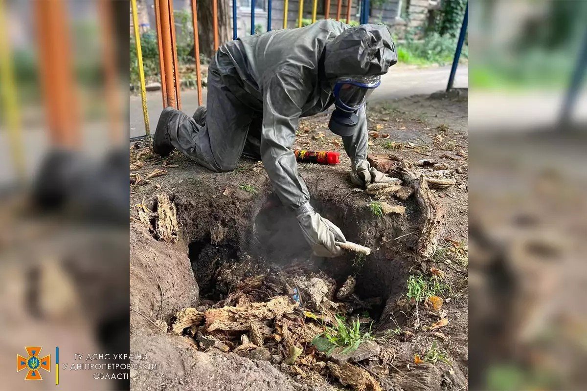 Вони викорчували пень та у спеціальних захисних костюмах обробили місце їх скупчення інсектицидним засобом