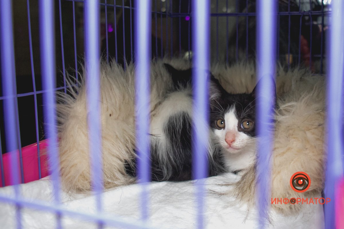 Можна взяти тваринку