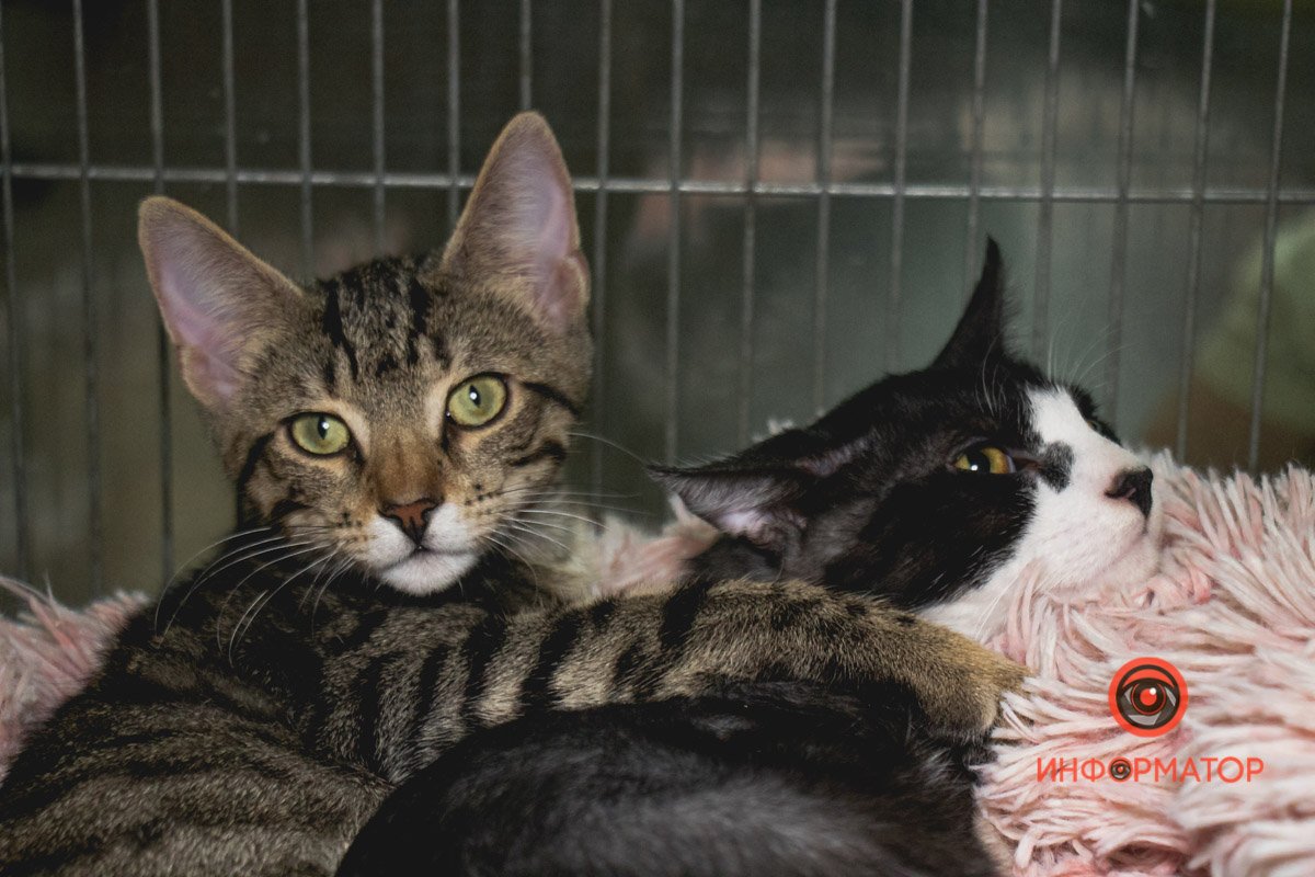 Хочуть у родину