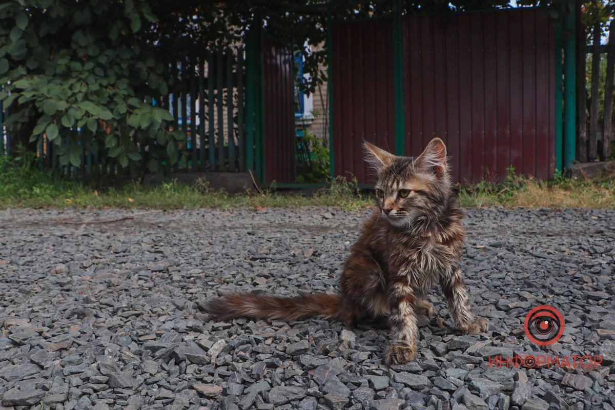 Бідне кошеня