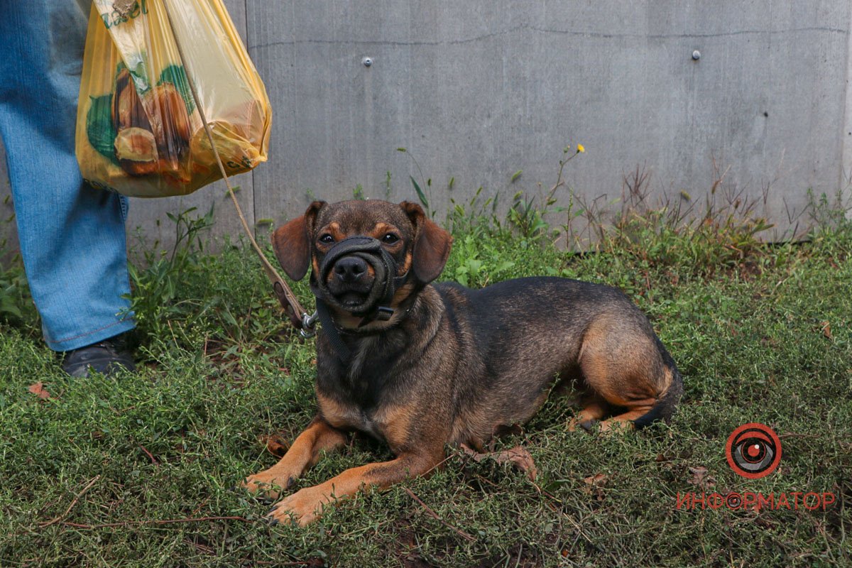 Страждають не тільки люди
