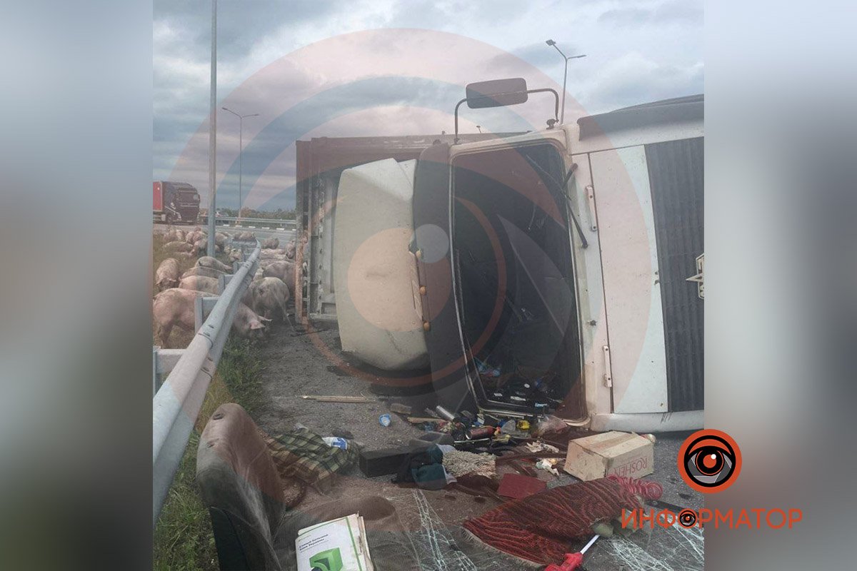 В машині перевозили свиней В машині перевозили свиней