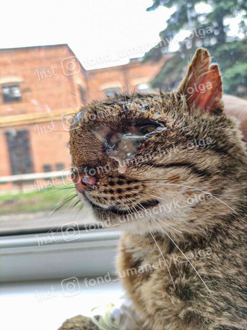 Гній роз'їдає голову Гній роз'їдає голову