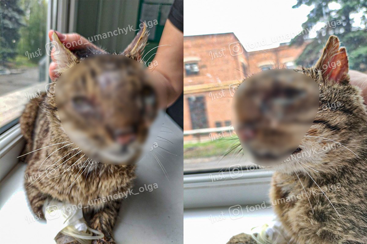 У Дніпрі рятують котика, у якого гній роз'їдає череп 1