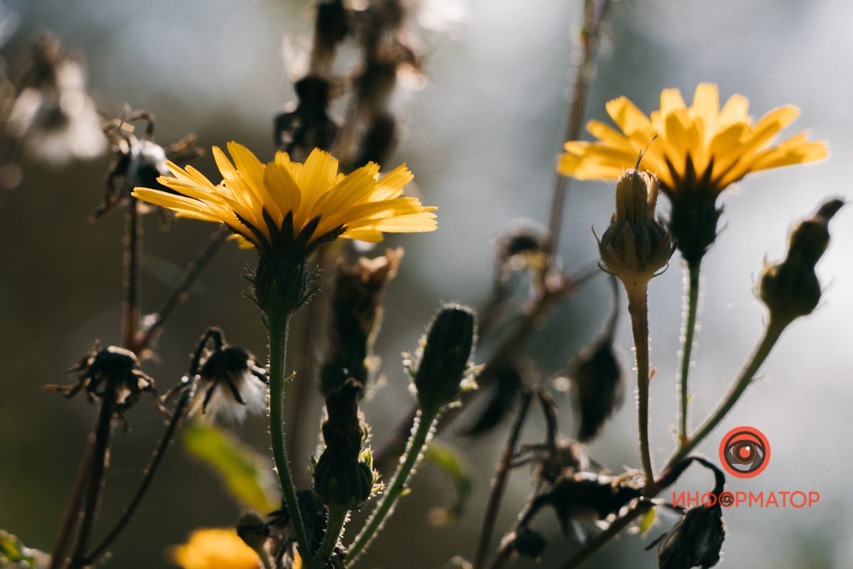 Ще квітнуть Ще квітнуть